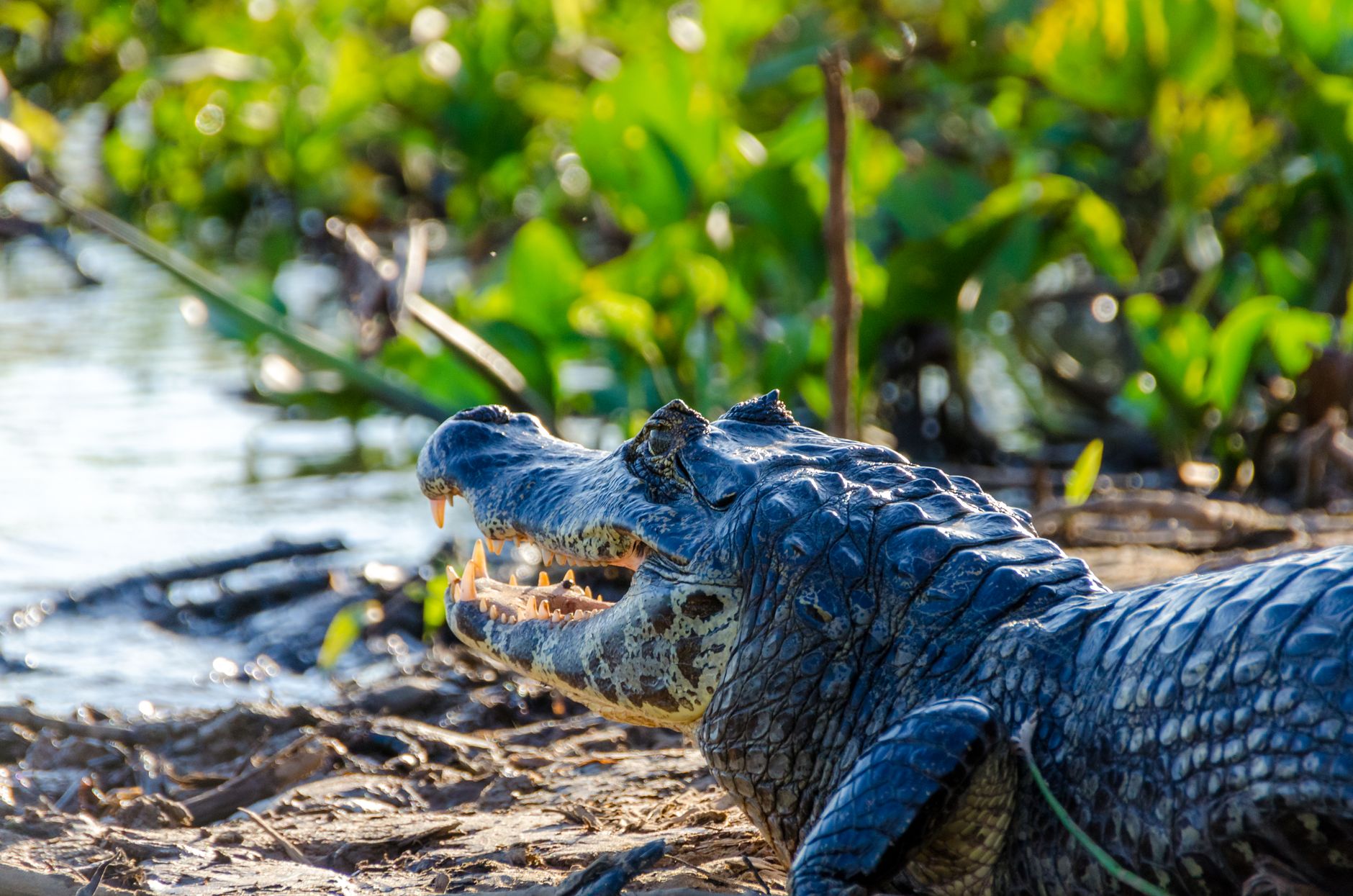 Safári Fotográfico no Pantanal Selvagem